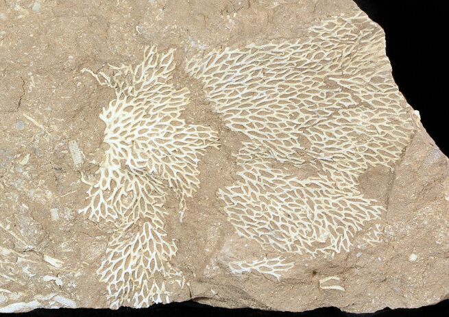 Ordovician Bryozoans (Chasmatopora) Plate - Estonia #50022
